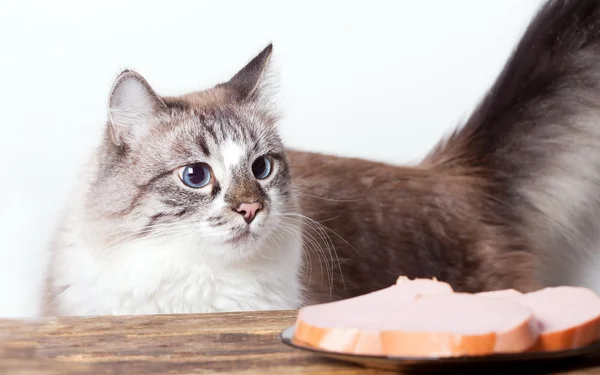 Joven gato hambriento —  Fotos de Stock