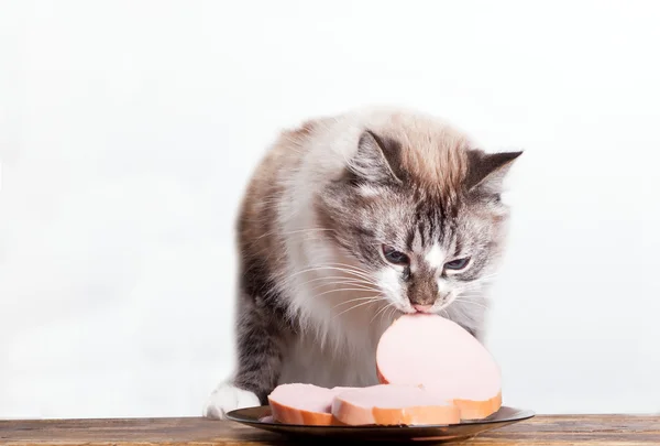 Cunning cat steals sausage — Stock Photo, Image
