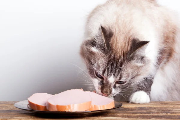 Young cat eats sausage — Stock Photo, Image