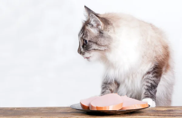 Genç kedi yakınındaki bir tabak — Stok fotoğraf