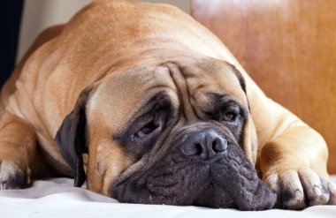 küçük kız bir köpekle oynamayı.