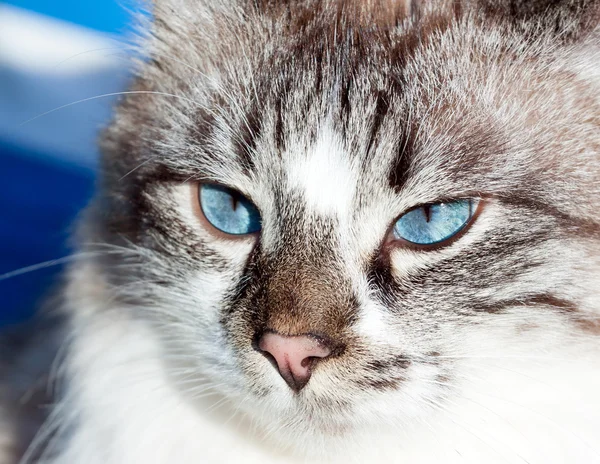 Portrait of blue-eyed cat — Stock Photo, Image