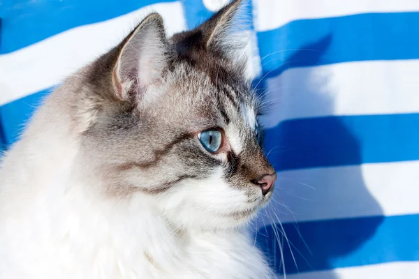 Πορτρέτο του μπλε-eyed γάτα — Φωτογραφία Αρχείου