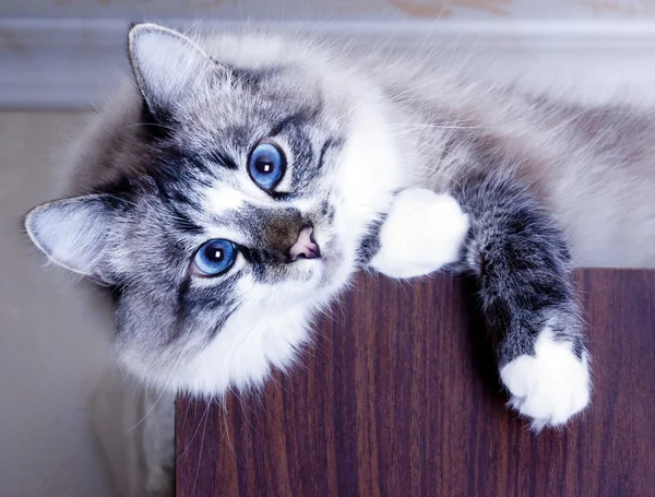 Junge schöne Katze — Stockfoto