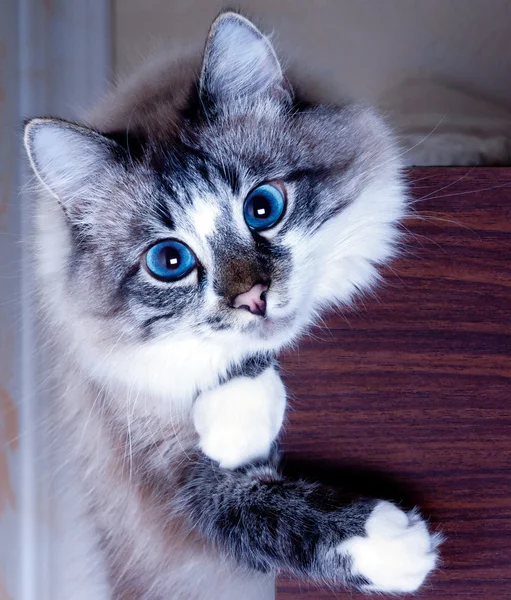 若いハンサムな猫 — ストック写真