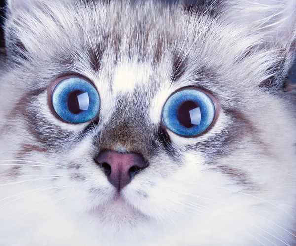 Jonge verrast kat — Stockfoto