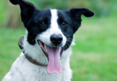 neşeli bir sokak köpeği portresi