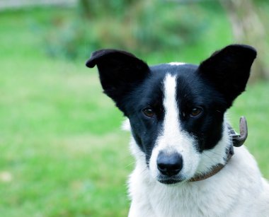 komik kulaklı köpek