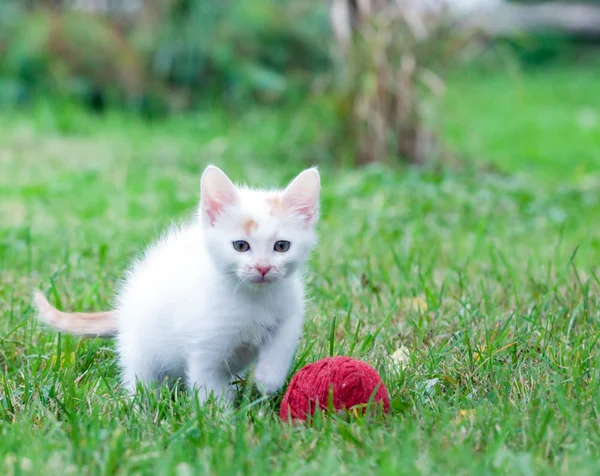 bir iplik yumağı ile küçük kedi yavrusu