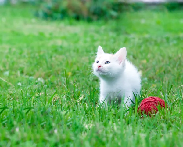 Bir iplik yumağı ile küçük kedi yavrusu — Stok fotoğraf