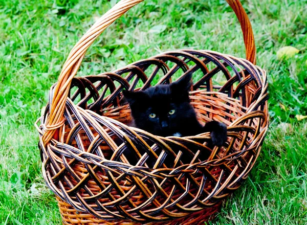 黒い子猫が籠に座っている — ストック写真
