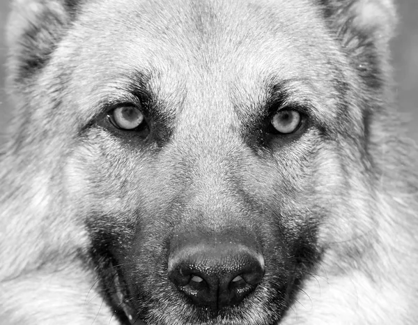 büyük bir köpek portresi.