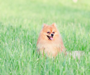bir çim üzerinde küçük kırmızı köpek