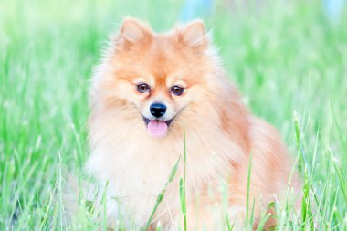 küçük kırmızı köpeğin portresi