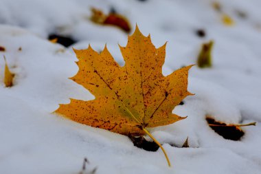 Karda düşen akçaağaç yaprağı