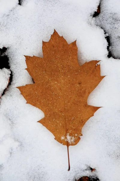 Fallen Maple Leaf Snow — Stock Photo, Image