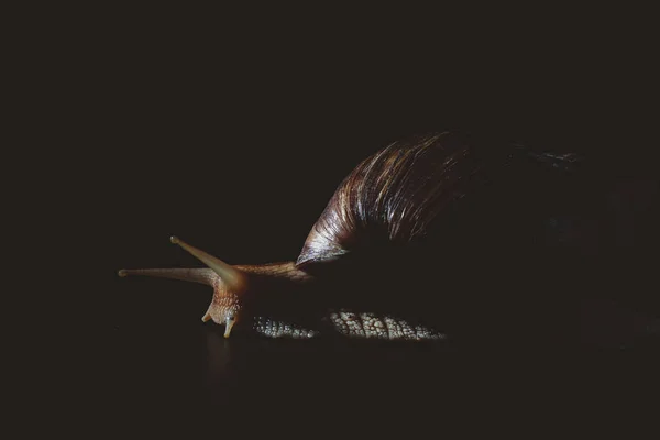 Μεγάλο Σαλιγκάρι Μαύρο Φόντο — Φωτογραφία Αρχείου