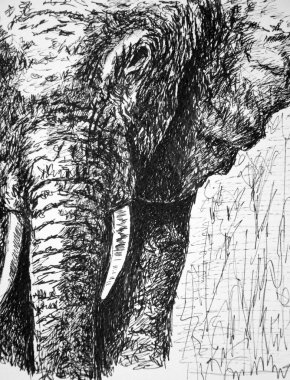 bir filin siyah beyaz çizimi