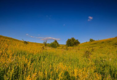 manzara, çayır çimen ve mavi gökyüzü