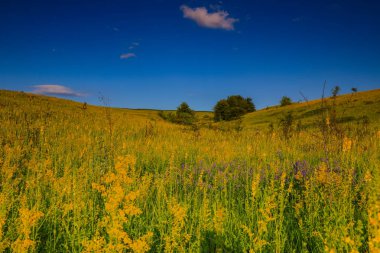 manzara, çayır çimen ve mavi gökyüzü