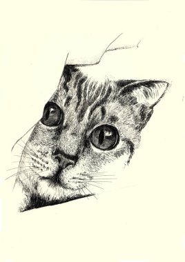 Resim - kedi duvarın arkasına bakıyor