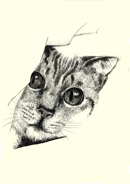 Illustrazione Gatto Guarda Dietro Muro — Foto Stock