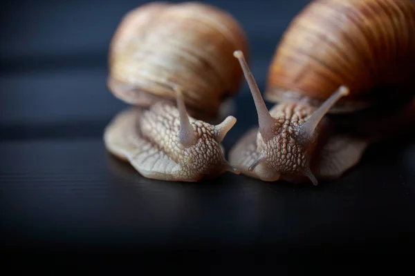 Grandes Caracóis Rastejam Lado Outro — Fotografia de Stock