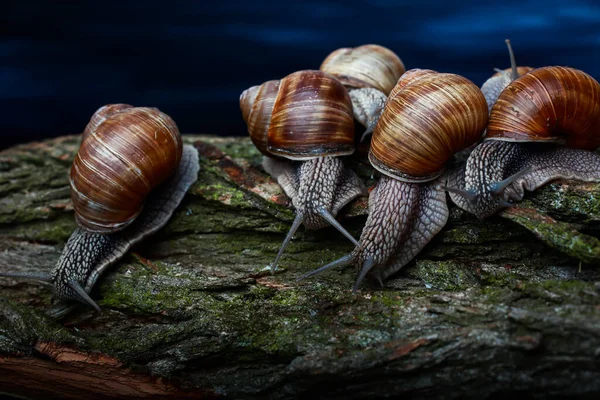 달팽이들이 엉금엉금 기어다닌다 — 스톡 사진