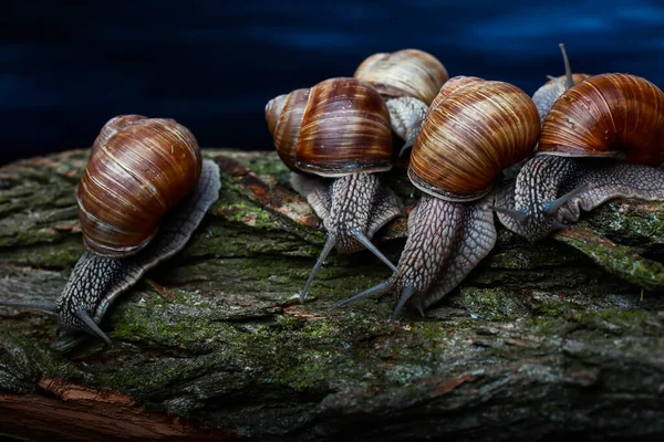 Grandes Caracoles Arrastran Uno Lado Del Otro —  Fotos de Stock