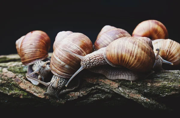 Grandes Caracóis Rastejam Lado Outro — Fotografia de Stock