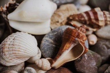 Masaya istiflenmiş deniz kabukları ve çakıl taşları.