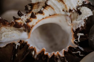 Masaya istiflenmiş deniz kabukları ve çakıl taşları.