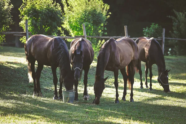 Çiftlikte bakımlı atlar.