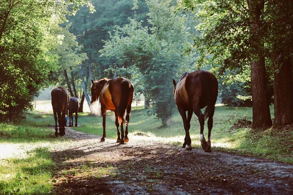 Hermosos Caballos Arreglados Una Granja — Foto de Stock