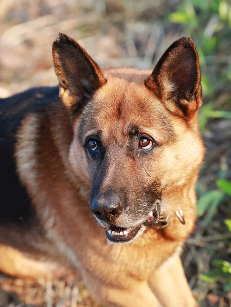 Portrait Young Beautiful German Shepherd — Stock Photo, Image