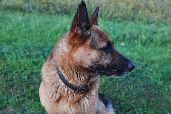 Portrait Young Beautiful German Shepherd — Stock Photo, Image