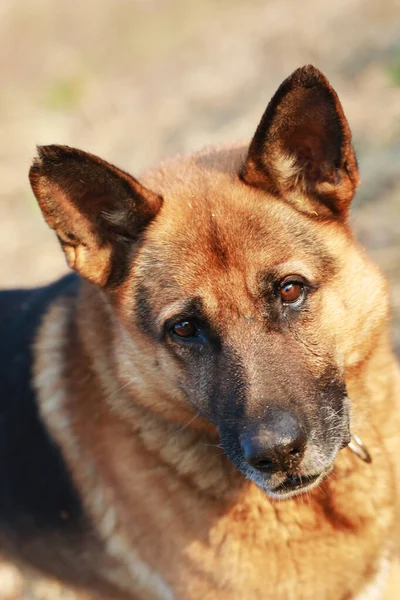 Portrait Young Beautiful German Shepherd — Stock Photo, Image