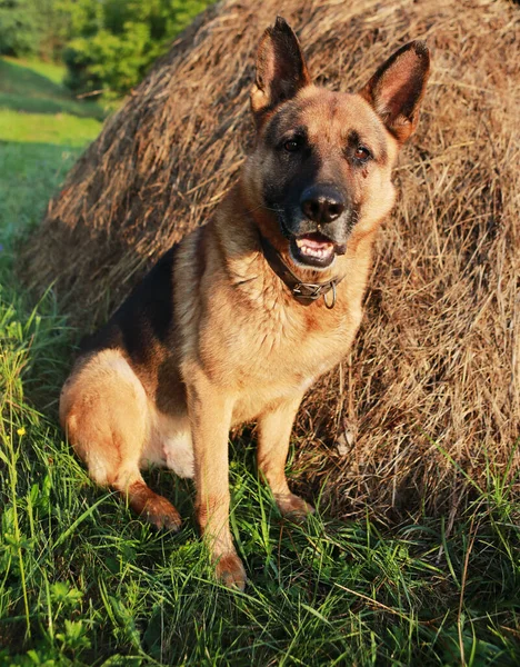 Portrét Mladého Krásného Německého Ovčáka — Stock fotografie