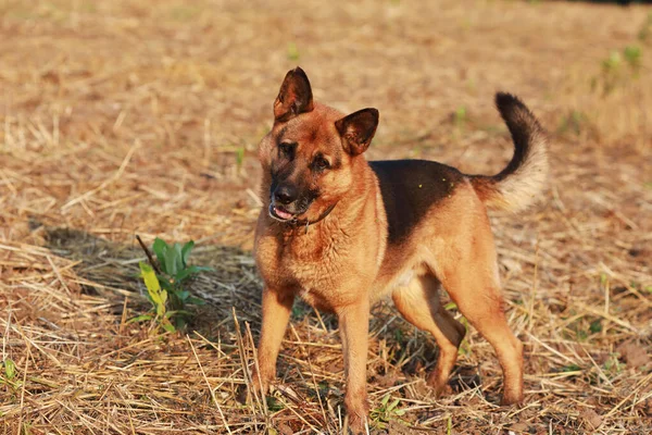 Portrait Young Beautiful German Shepherd — Stock Photo, Image