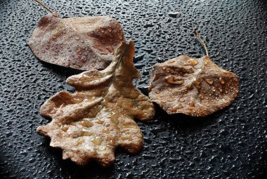 Su damlaları ile siyah arkaplanda kuru yapraklar