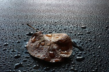 Su damlaları ile siyah arkaplanda kuru yapraklar