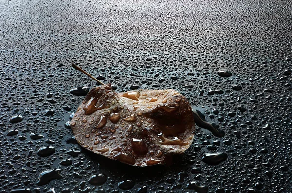 Su damlaları ile siyah arkaplanda kuru yapraklar