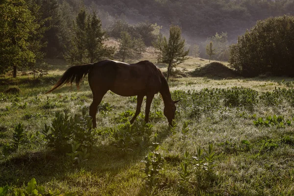 Wildpferde Auf Einem Spaziergang Feld — Stockfoto