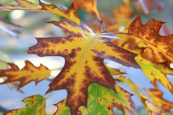 Oak autumn leaves — Stock Photo, Image