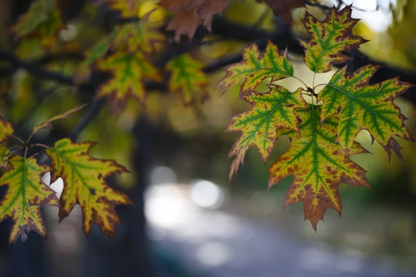 Feuilles d'automne de chêne — Photo