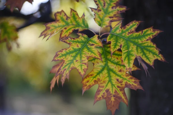 Oak autumn leaves — Stock Photo, Image
