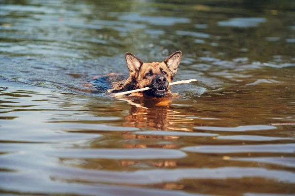 Ağzında bir sopayla kayan köpek