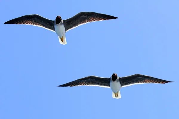 Två bevingade öde — Stockfoto