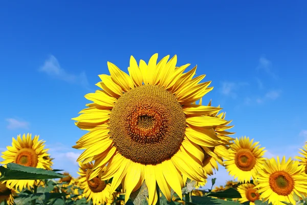 Tournesol dans un champ doré — Photo