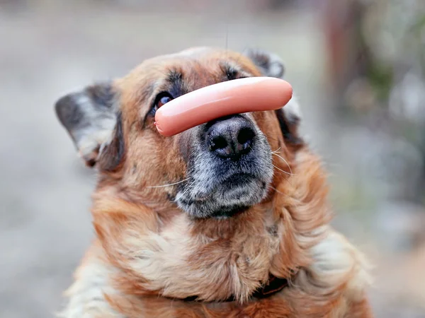 Hund med korv på näsan — Stockfoto